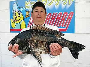 チヌダービー釣果