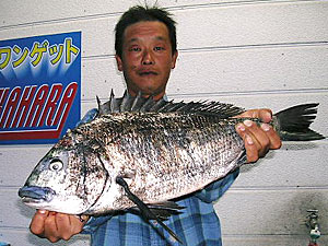 チヌダービー釣果