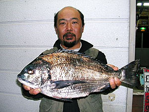 チヌダービー釣果