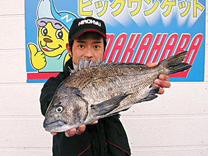 チヌダービー釣果