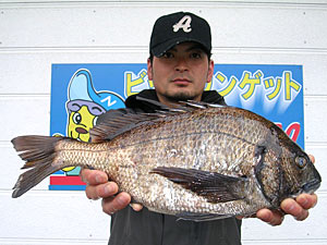 チヌダービー釣果