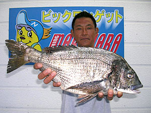 チヌダービー釣果