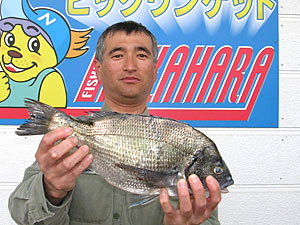 チヌダービー釣果