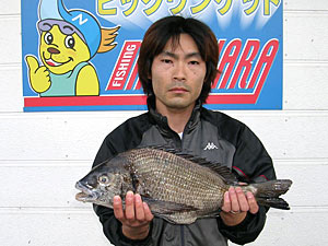 チヌダービー釣果