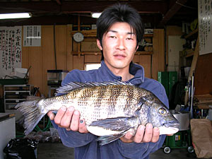 チヌダービー釣果