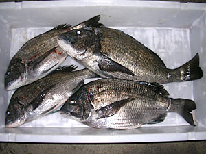 チヌダービー釣果