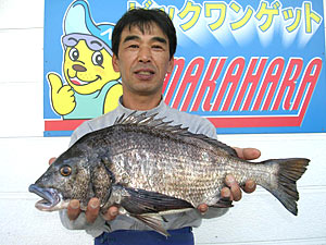 チヌダービー釣果