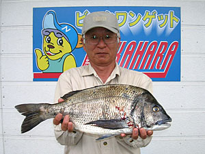 チヌダービー釣果