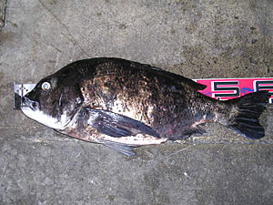 チヌダービー釣果